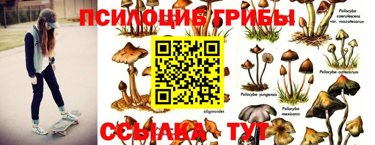 Гатчина  Псилоцибиновые грибы Cubensis  Галлюциногенные грибы ЛСД  Вход с VPN 